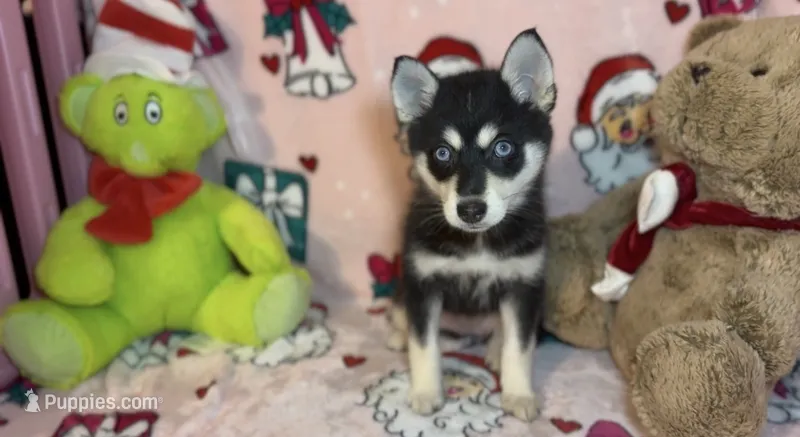 Toy Pomsky Arya – Pomsky puppy for sale in Eatontown, NJ