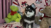 Toy Pomsky Koda, a male Pomsky for sale in Eatontown, NJ – 1 of 6