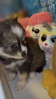 Muffin , a female Pomsky for sale in Eatontown, NJ – 6 of 7