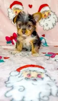 Stripe, a male Yorkshire Terrier for sale in Eatontown, NJ – 3 of 6