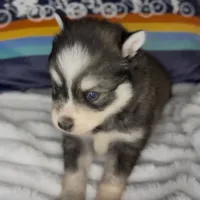 Raiden (Mini Pomsky), a male Pomsky for sale in Eatontown, NJ – Photo 7 of 10