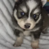 Raiden (Mini Pomsky), a male Pomsky for sale in Eatontown, NJ – Photo 8 of 10