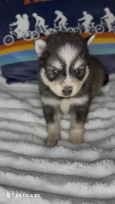 Raiden (Mini Pomsky)
