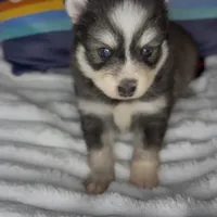 Raiden (Mini Pomsky), a male Pomsky for sale in Eatontown, NJ – Photo 1 of 10