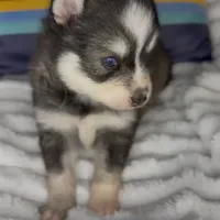 Raiden (Mini Pomsky), a male Pomsky for sale in Eatontown, NJ – Photo 10 of 10