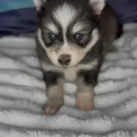 Raiden (Mini Pomsky), a male Pomsky for sale in Eatontown, NJ – Photo 3 of 10