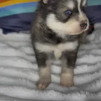 Raiden (Mini Pomsky), a male Pomsky for sale in Eatontown, NJ – Photo 5 of 10