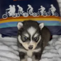 Raiden (Mini Pomsky), a male Pomsky for sale in Eatontown, NJ – Photo 6 of 10