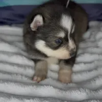 Raiden (Mini Pomsky), a male Pomsky for sale in Eatontown, NJ – Photo 9 of 10
