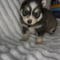 Raiden (Mini Pomsky), a male Pomsky for sale in Eatontown, NJ – Photo 2 of 10