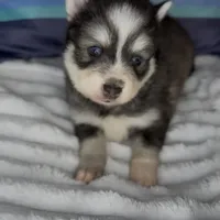 Raiden (Mini Pomsky), a male Pomsky for sale in Eatontown, NJ – Photo 4 of 10