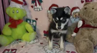 Toy Pomsky Arya, a female Pomsky for sale in Eatontown, NJ – 3 of 5