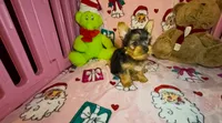 Teddie, a male Yorkshire Terrier for sale in Eatontown, NJ – 5 of 7