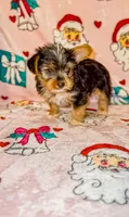 Stripe, a male Yorkshire Terrier for sale in Eatontown, NJ – 6 of 6