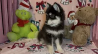 Toy Pomsky Koda, a male Pomsky for sale in Eatontown, NJ – 3 of 6