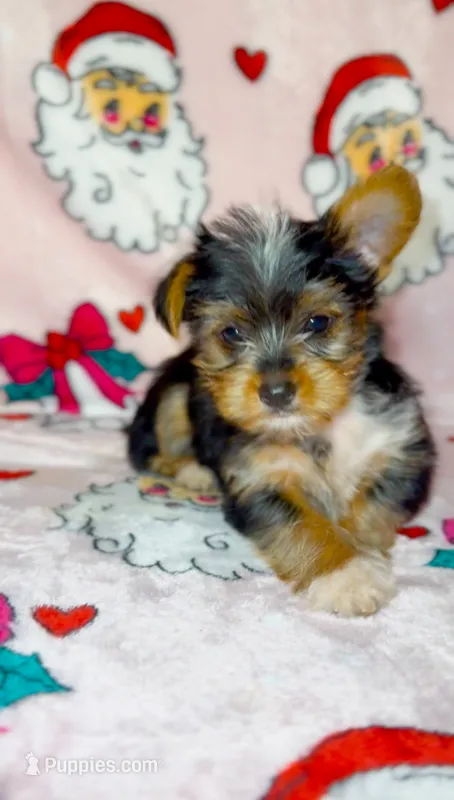Stripe – Yorkshire Terrier puppy for sale in Eatontown, NJ