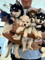 Toy Pomsky Arya, a female Pomsky for sale in Eatontown, NJ – 5 of 5