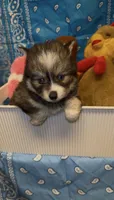Muffin , a female Pomsky for sale in Eatontown, NJ – 7 of 7
