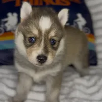 Zelda (Mini Pomsky), a female Pomsky for sale in Eatontown, NJ – Photo 1 of 6