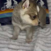 Zelda (Mini Pomsky), a female Pomsky for sale in Eatontown, NJ – Photo 4 of 6