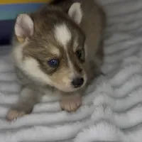 Zelda (Mini Pomsky), a female Pomsky for sale in Eatontown, NJ – Photo 2 of 6