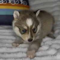 Zelda (Mini Pomsky), a female Pomsky for sale in Eatontown, NJ – Photo 5 of 6