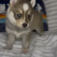 Zelda (Mini Pomsky), a female Pomsky for sale in Eatontown, NJ – Photo 3 of 6