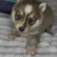 Zelda (Mini Pomsky), a female Pomsky for sale in Eatontown, NJ – Photo 6 of 6