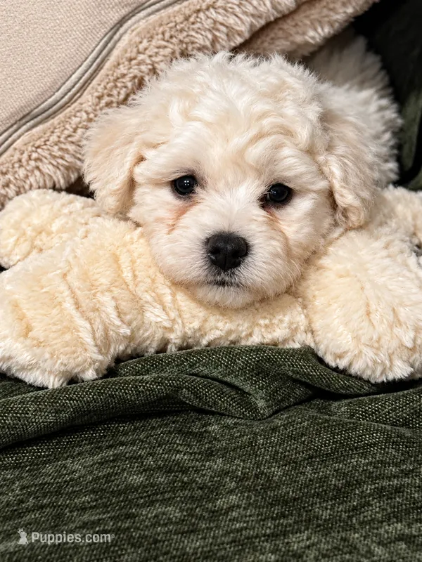 Betty White  – Bichon Frise puppy for sale in Eatontown, NJ