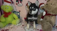 Toy Pomsky Arya, a female Pomsky for sale in Eatontown, NJ – 4 of 5