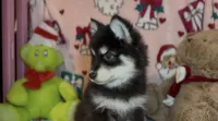Toy Pomsky Koda, a male Pomsky for sale in Eatontown, NJ – 4 of 6
