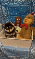 Loki, a male Pomsky for sale in Eatontown, NJ – 9 of 10