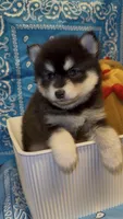 Loki, a male Pomsky for sale in Eatontown, NJ – 5 of 10
