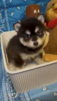 Loki, a male Pomsky for sale in Eatontown, NJ – 8 of 10