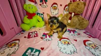 Teddie, a male Yorkshire Terrier for sale in Eatontown, NJ – 6 of 7