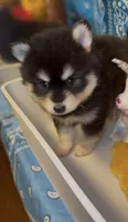 Loki, a male Pomsky for sale in Eatontown, NJ – 10 of 10