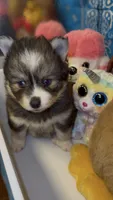 Muffin , a female Pomsky for sale in Eatontown, NJ – 4 of 7