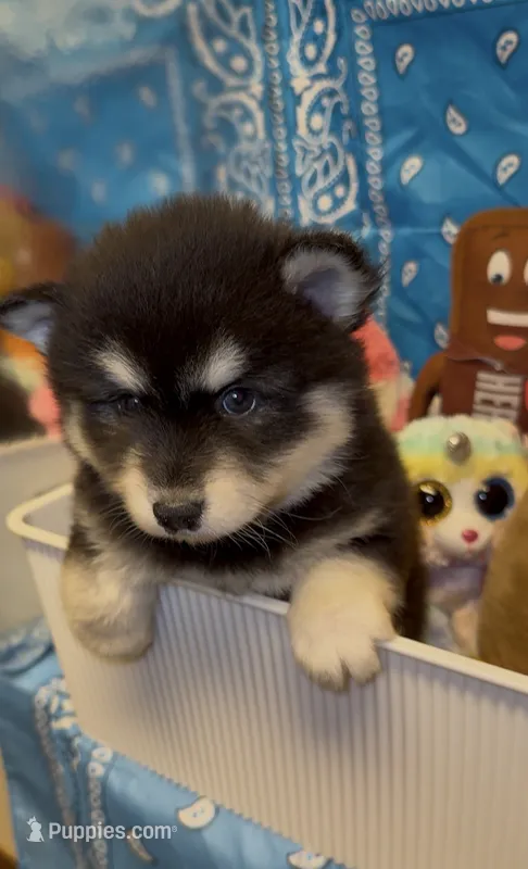 Koda – Pomsky puppy for sale in Eatontown, NJ