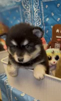 Koda, a male Pomsky for sale in Eatontown, NJ – 1 of 3