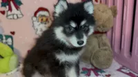Toy Pomsky Koda, a male Pomsky for sale in Eatontown, NJ – 2 of 6
