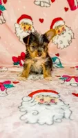 Stripe, a male Yorkshire Terrier for sale in Eatontown, NJ – 2 of 6