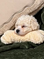 Betty White , a female Bichon Frise for sale in Eatontown, NJ – 2 of 5