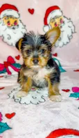 Stripe, a male Yorkshire Terrier for sale in Eatontown, NJ – 5 of 6