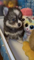 Muffin , a female Pomsky for sale in Eatontown, NJ – 5 of 7
