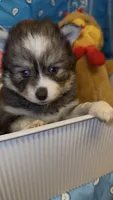 Muffin , a female Pomsky for sale in Eatontown, NJ – 3 of 7