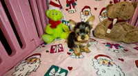 Teddie, a male Yorkshire Terrier for sale in Eatontown, NJ – 3 of 7