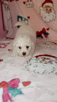 Betty White , a female Bichon Frise for sale in Eatontown, NJ – 3 of 5