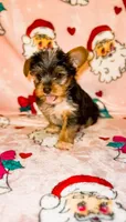 Stripe, a male Yorkshire Terrier for sale in Eatontown, NJ – 4 of 6