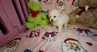 Betty White , a female Bichon Frise for sale in Eatontown, NJ – 5 of 5