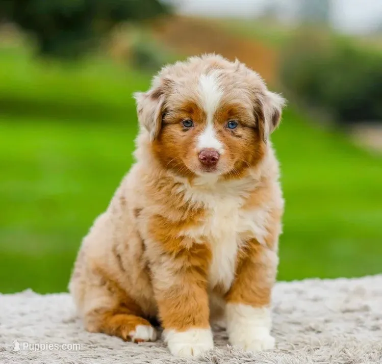 Montana  – Miniature Australian Shepherd puppy for sale in Eatontown, NJ